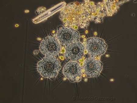 Eliozoi: gruppo di fagocitazione